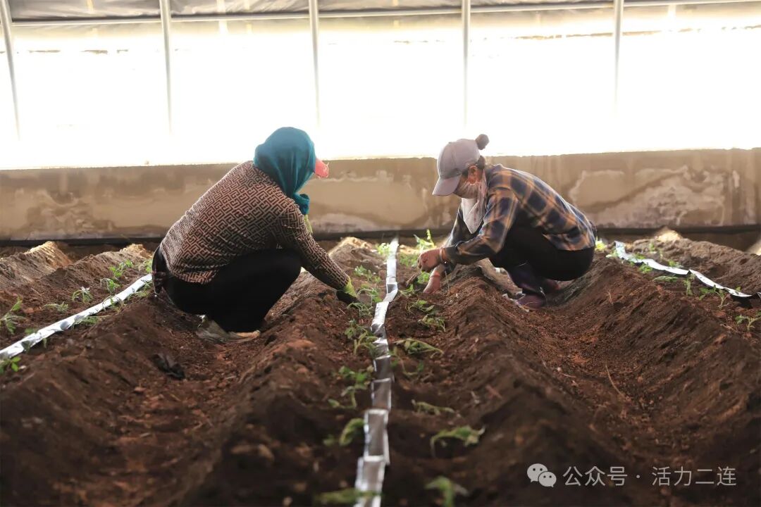 【行进在乡村振兴路上】金秋耕种忙！赛乌素嘎查17座新建智慧大棚开启首茬种植